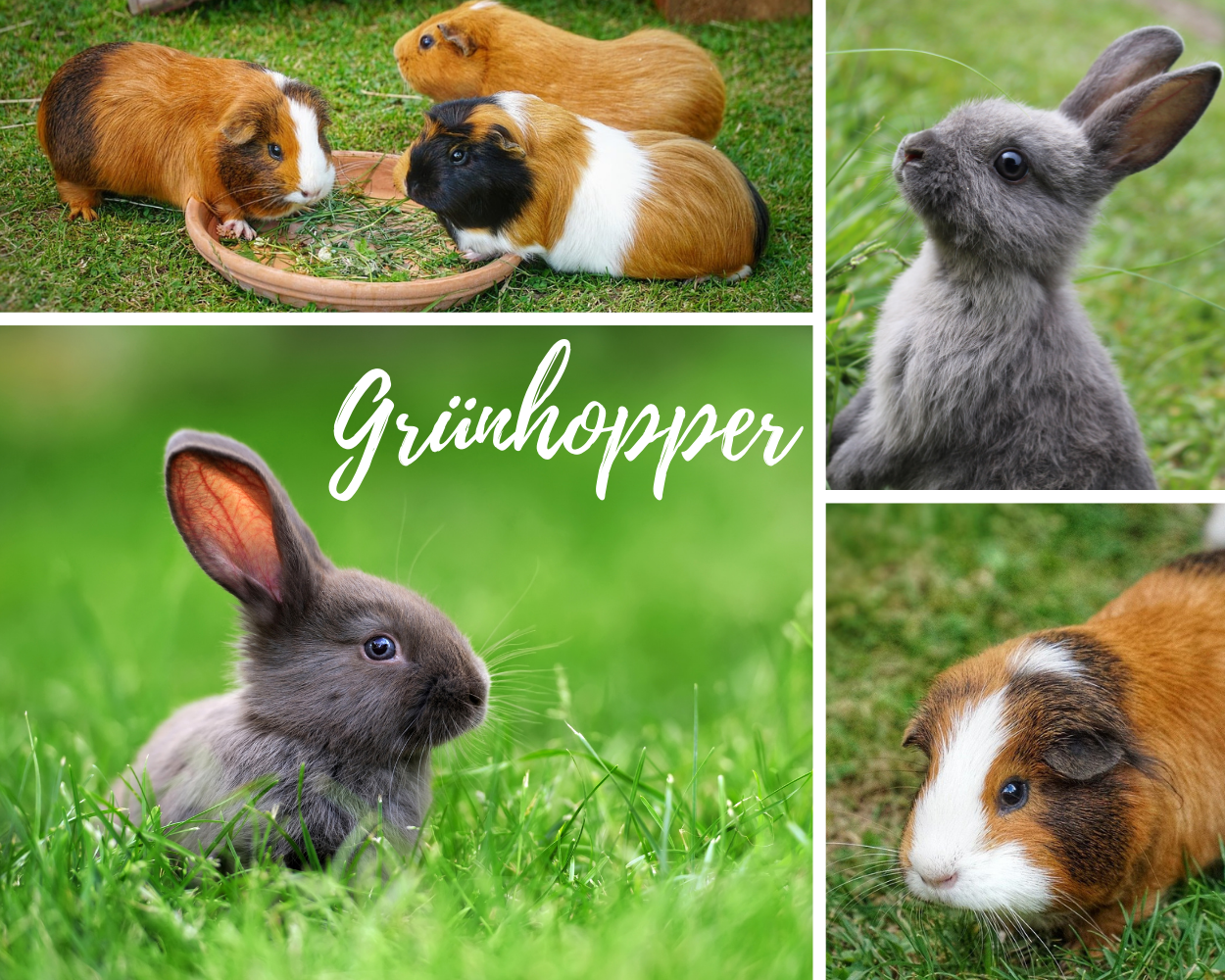 grey rabbit photo collage (1)